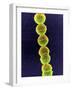 Streptococcus Bacteria, SEM-Tina Carvalho-Framed Photographic Print