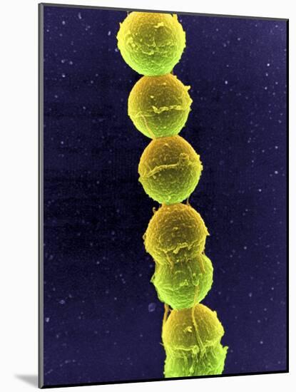 Streptococcus Bacteria, SEM-Tina Carvalho-Mounted Photographic Print