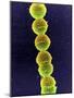 Streptococcus Bacteria, SEM-Tina Carvalho-Mounted Photographic Print
