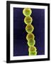 Streptococcus Bacteria, SEM-Tina Carvalho-Framed Photographic Print