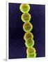 Streptococcus Bacteria, SEM-Tina Carvalho-Framed Photographic Print