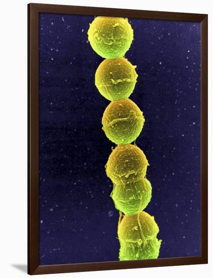 Streptococcus Bacteria, SEM-Tina Carvalho-Framed Photographic Print