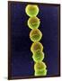 Streptococcus Bacteria, SEM-Tina Carvalho-Framed Photographic Print