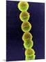 Streptococcus Bacteria, SEM-Tina Carvalho-Mounted Photographic Print