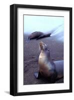 Stretching Seal, Galapagos-Charles Glover-Framed Giclee Print