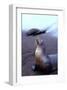 Stretching Seal, Galapagos-Charles Glover-Framed Giclee Print