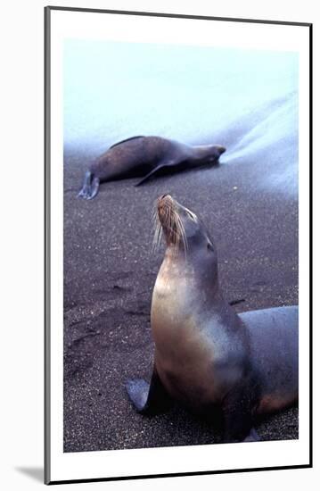 Stretching Seal, Galapagos-Charles Glover-Mounted Giclee Print