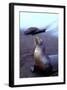 Stretching Seal, Galapagos-Charles Glover-Framed Art Print