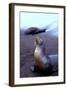 Stretching Seal, Galapagos-Charles Glover-Framed Art Print