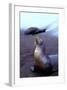 Stretching Seal, Galapagos-Charles Glover-Framed Art Print