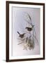 Striated Calamanthus (Calamanthus Fuliginosus)-John Gould-Framed Giclee Print