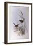 Striated Calamanthus (Calamanthus Fuliginosus)-John Gould-Framed Giclee Print