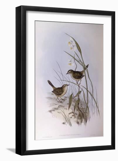 Striated Calamanthus (Calamanthus Fuliginosus)-John Gould-Framed Giclee Print