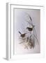 Striated Calamanthus (Calamanthus Fuliginosus)-John Gould-Framed Giclee Print