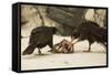 Striated Caracara Eating Carrion-Joe McDonald-Framed Stretched Canvas