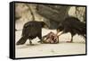 Striated Caracara Eating Carrion-Joe McDonald-Framed Stretched Canvas