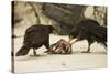 Striated Caracara Eating Carrion-Joe McDonald-Stretched Canvas