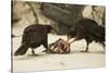 Striated Caracara Eating Carrion-Joe McDonald-Stretched Canvas