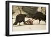 Striated Caracara Eating Carrion-Joe McDonald-Framed Photographic Print