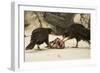 Striated Caracara Eating Carrion-Joe McDonald-Framed Photographic Print