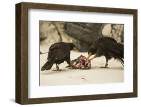 Striated Caracara Eating Carrion-Joe McDonald-Framed Photographic Print