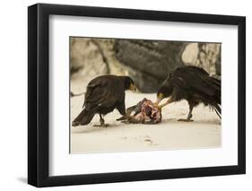 Striated Caracara Eating Carrion-Joe McDonald-Framed Photographic Print