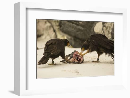 Striated Caracara Eating Carrion-Joe McDonald-Framed Photographic Print