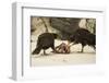 Striated Caracara Eating Carrion-Joe McDonald-Framed Photographic Print