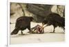 Striated Caracara Eating Carrion-Joe McDonald-Framed Photographic Print