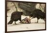 Striated Caracara Eating Carrion-Joe McDonald-Framed Photographic Print