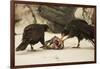 Striated Caracara Eating Carrion-Joe McDonald-Framed Photographic Print