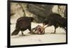 Striated Caracara Eating Carrion-Joe McDonald-Framed Photographic Print