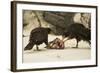 Striated Caracara Eating Carrion-Joe McDonald-Framed Photographic Print