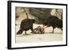 Striated Caracara Eating Carrion-Joe McDonald-Framed Photographic Print