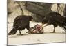 Striated Caracara Eating Carrion-Joe McDonald-Mounted Photographic Print