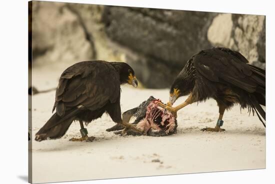 Striated Caracara Eating Carrion-Joe McDonald-Stretched Canvas