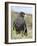 Striated Caracara (Phalcoboenus Australis), Falkland Islands-Martin Zwick-Framed Photographic Print