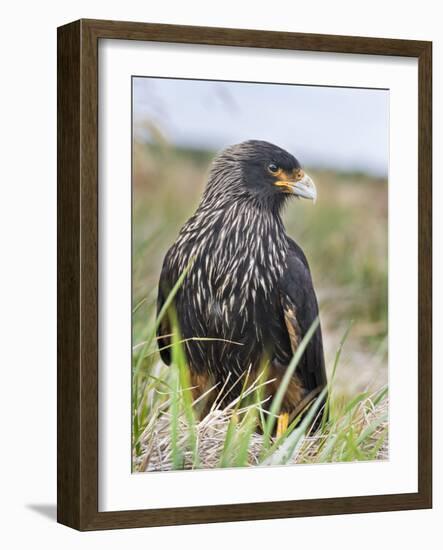 Striated Caracara (Phalcoboenus Australis), Falkland Islands-Martin Zwick-Framed Photographic Print