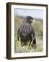 Striated Caracara (Phalcoboenus Australis), Falkland Islands-Martin Zwick-Framed Photographic Print