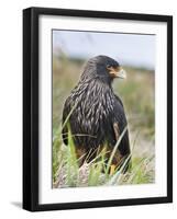 Striated Caracara (Phalcoboenus Australis), Falkland Islands-Martin Zwick-Framed Photographic Print