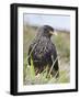 Striated Caracara (Phalcoboenus Australis), Falkland Islands-Martin Zwick-Framed Photographic Print