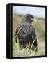 Striated Caracara (Phalcoboenus Australis), Falkland Islands-Martin Zwick-Framed Stretched Canvas