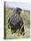 Striated Caracara (Phalcoboenus Australis), Falkland Islands-Martin Zwick-Stretched Canvas