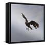 Striated Caracara (Phalcoboenus Australis) in Flight, Sea Lion Island, Falkland Islands-Eleanor Scriven-Framed Stretched Canvas