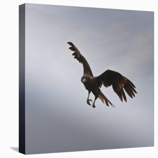 Striated Caracara (Phalcoboenus Australis) in Flight, Sea Lion Island, Falkland Islands-Eleanor Scriven-Stretched Canvas