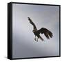 Striated Caracara (Phalcoboenus Australis) in Flight, Sea Lion Island, Falkland Islands-Eleanor Scriven-Framed Stretched Canvas