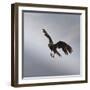 Striated Caracara (Phalcoboenus Australis) in Flight, Sea Lion Island, Falkland Islands-Eleanor Scriven-Framed Photographic Print