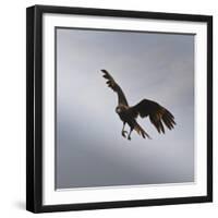 Striated Caracara (Phalcoboenus Australis) in Flight, Sea Lion Island, Falkland Islands-Eleanor Scriven-Framed Photographic Print