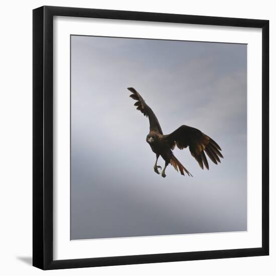 Striated Caracara (Phalcoboenus Australis) in Flight, Sea Lion Island, Falkland Islands-Eleanor Scriven-Framed Photographic Print