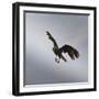 Striated Caracara (Phalcoboenus Australis) in Flight, Sea Lion Island, Falkland Islands-Eleanor Scriven-Framed Photographic Print